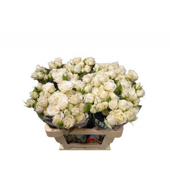 Rose Tr White Balloons+ 60cm A1 Col-White