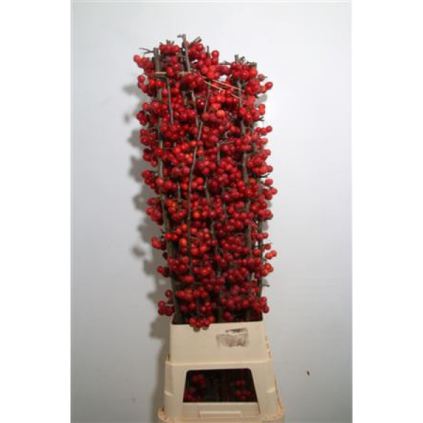 Malus Red Sentinel 70cm A1