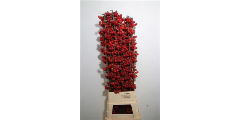 Malus Red Sentinel 70cm A1