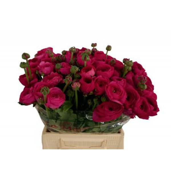 Ranunculus Kl Su 561 Cic 40cm  Col-Cerise