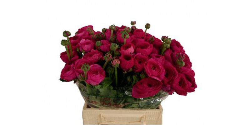 Ranunculus Kl Su 561 Cic 40cm  Col-Cerise