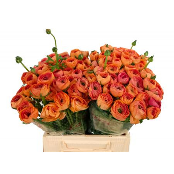 Ranunculus Kl Su Tuareg 40 A1Peach