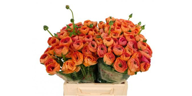 Ranunculus Kl Su Tuareg 40 A1Peach