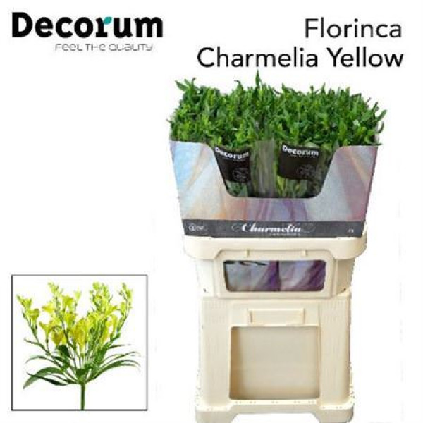 Alstromeria Flor Charmelia Yellow 75cm  Col-Yellow