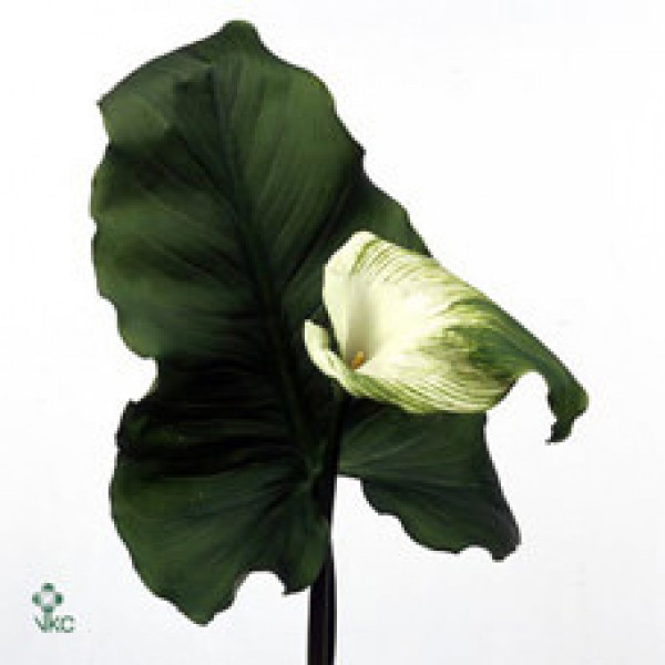 Zanthedeschias (Calla Lilly) Ae Green Goddes 70cm A1