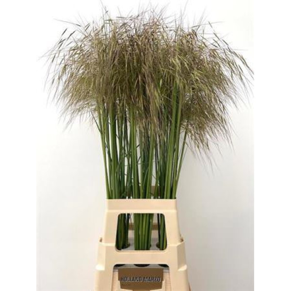 Siergr Stipa Gigantea 110 cm  A1