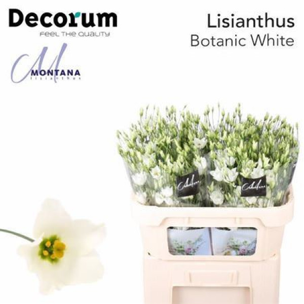 Lisianthus E Botanic White  