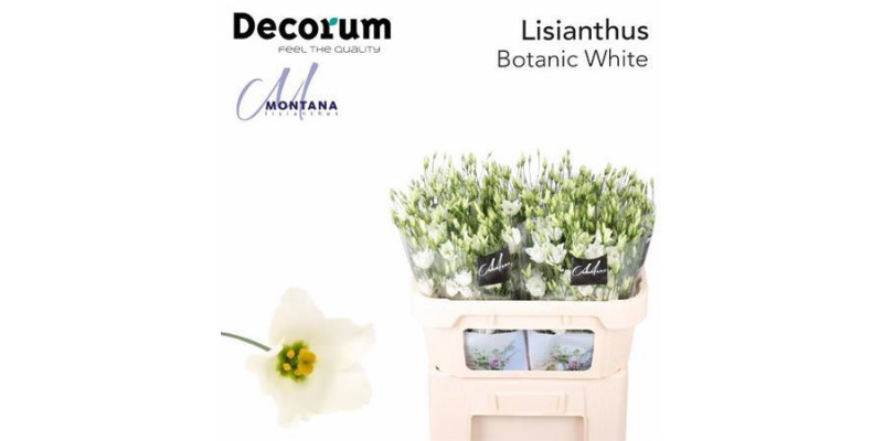 Lisianthus E Botanic White  