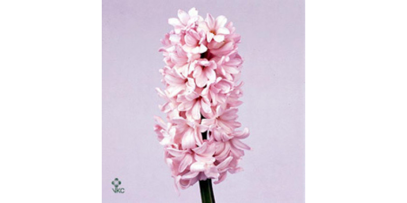 Hyacynthus China Pink   Col-Pink