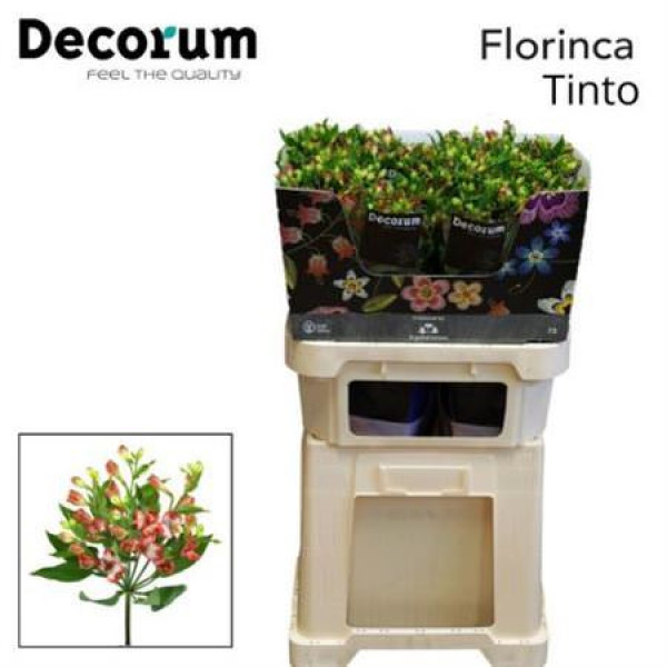 Alstromeria Flor Tinto 75cm A1