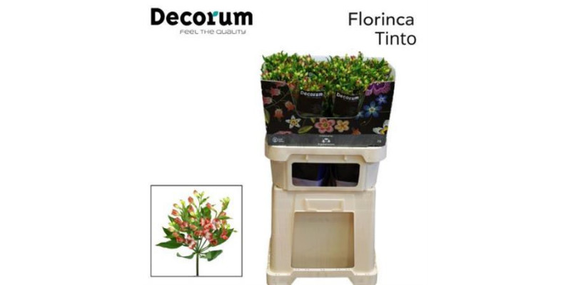 Alstromeria Flor Tinto 75cm A1