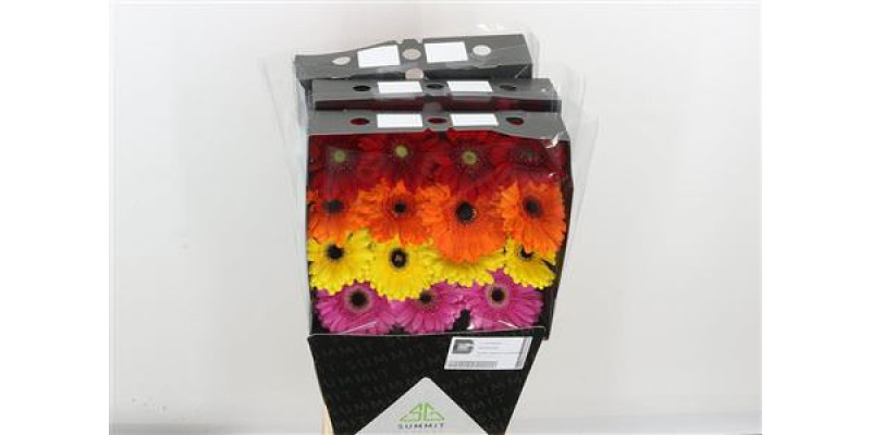 Gerbera Op Rij Gemengd Diamond 45cm A1 (Valentine Pre Order)