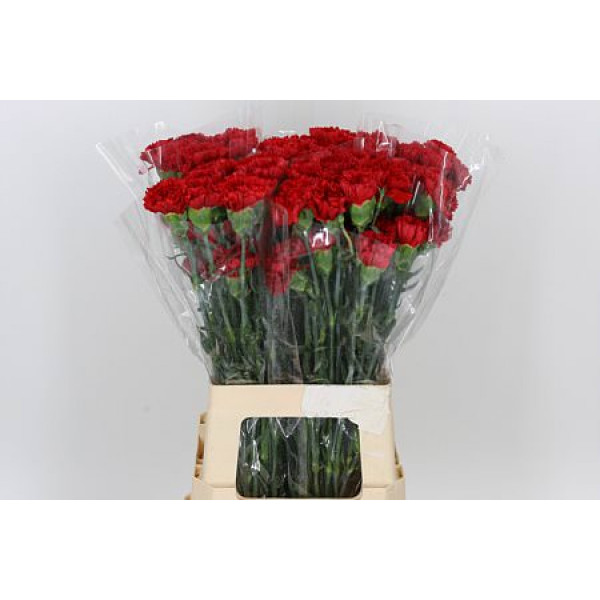 Dianthus St Turbo 65cm A1 Col-Red