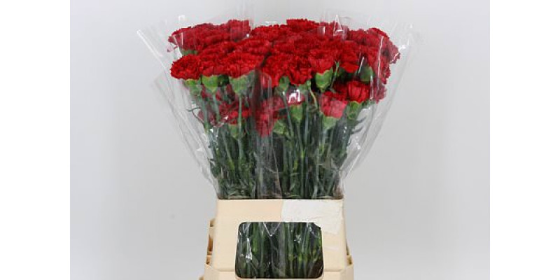 Dianthus St Turbo 65cm A1 Col-Red