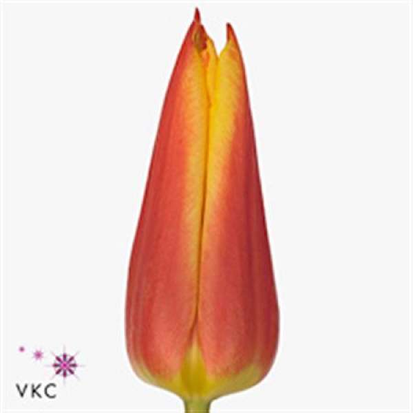 Tulips Lillys Royal Design 36cm A1