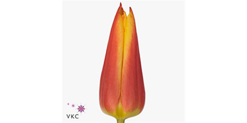 Tulips Lillys Royal Design 36cm A1