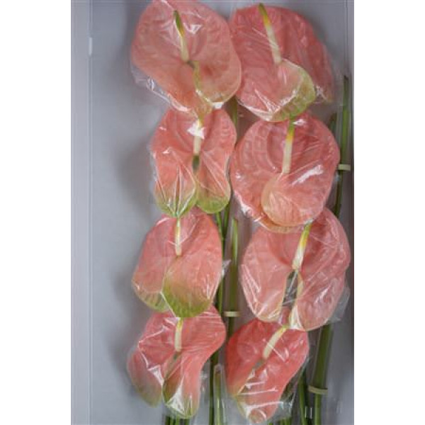 Anthurium Senator X10 10cm 10