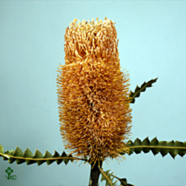 Banksia Ashbyi 50cm A1