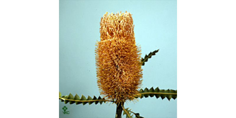 Banksia Ashbyi 50cm A1