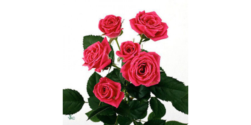 Rose Tr Lovely Lydia 50cm A1