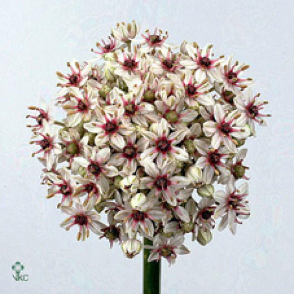 Allium Silverspring 100cm A1
