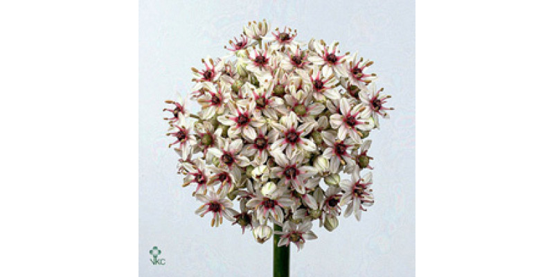 Allium Silverspring 100cm A1