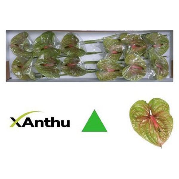 Anthurium Pistache X20   Col-Green