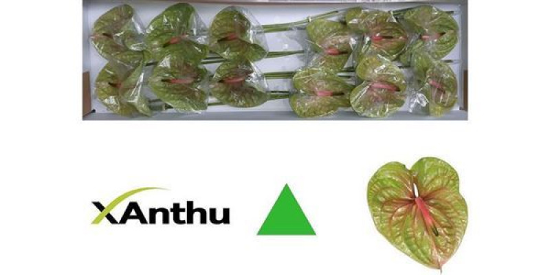 Anthurium Pistache X20   Col-Green