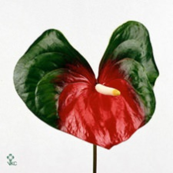 Anthurium Amigo X10 10cm 10 Col-Green