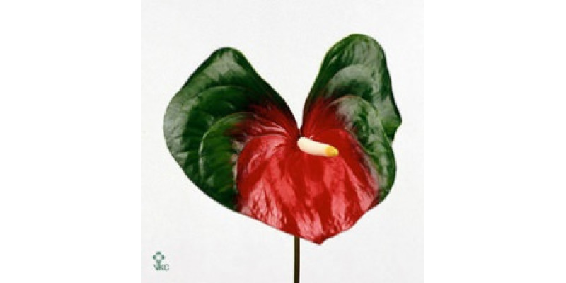 Anthurium Amigo X16 16cm 16 Col-Green