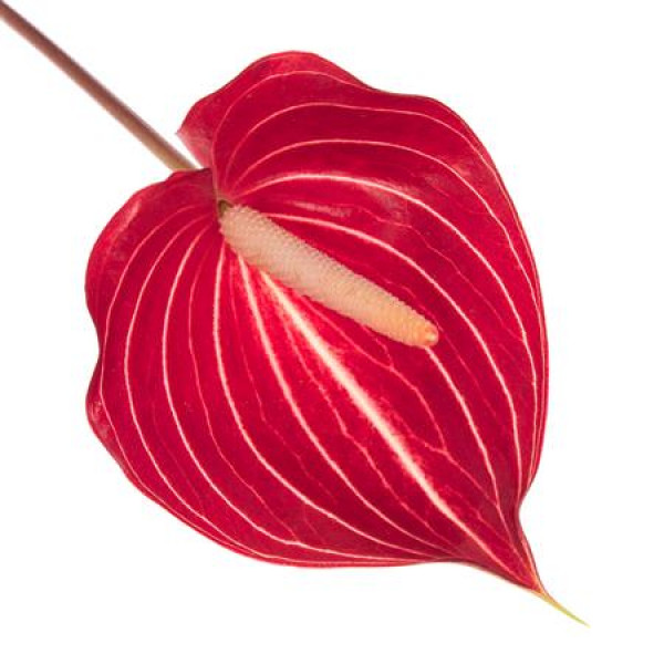 Anthurium Safari X20 20cm 20 Col-Brown