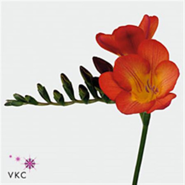 Freesias En Red 48cm 1E Col-Red