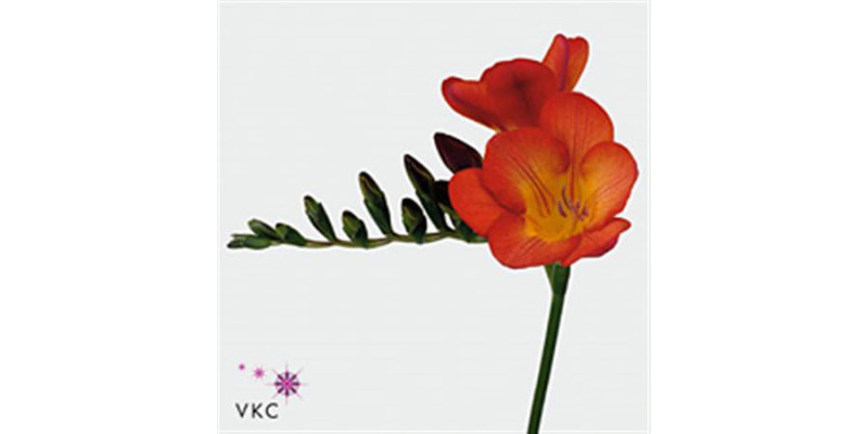 Freesias En Red 48cm 1E Col-Red