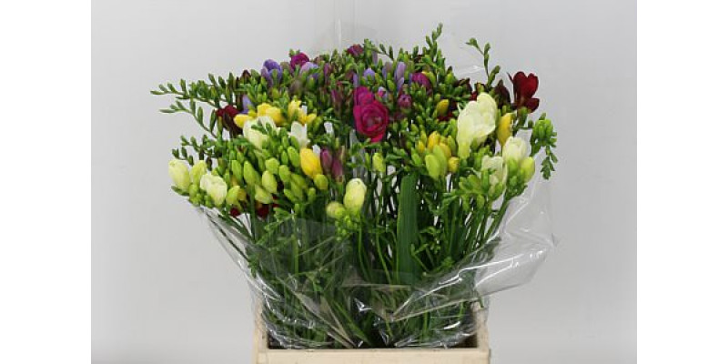 Freesia Single Gem 50cm 