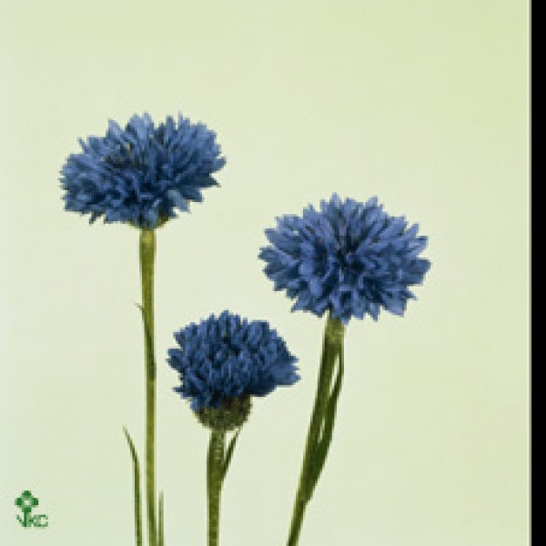 Centau Blue (cornflower) 50cm  Col-Blue