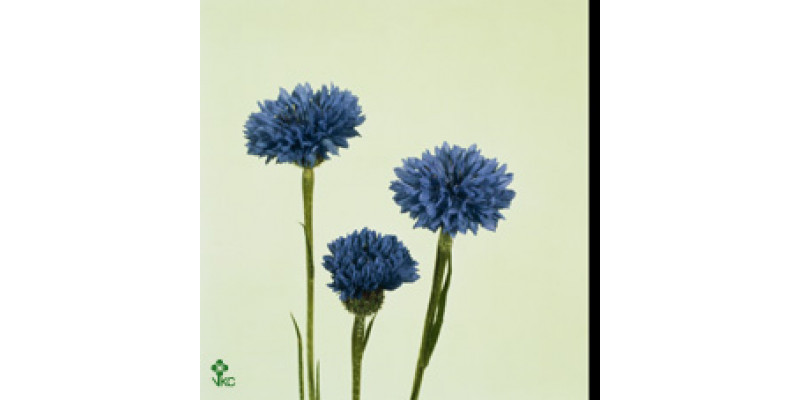 Centau Blue (cornflower) 50cm  Col-Blue