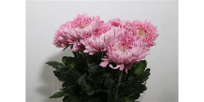 Chrysanthemums G Holiday Extra A1 Col-Green