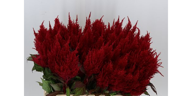 Celosia P Century Red 60cm  Col-Red