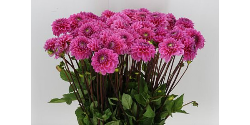 Dahlia Pom Pink 55cm 