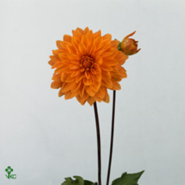 Dahlia Caitline Joy 55cm A1