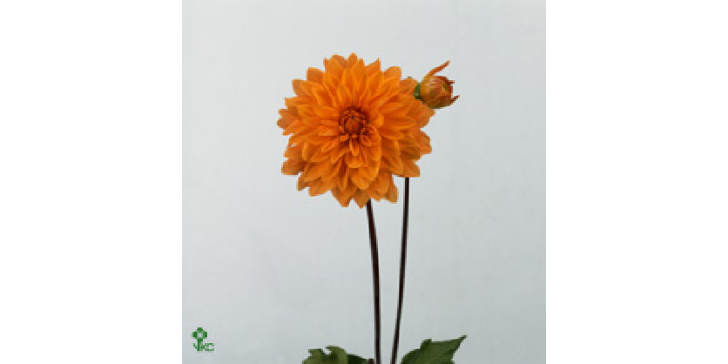 Dahlia Caitline Joy 55cm A1