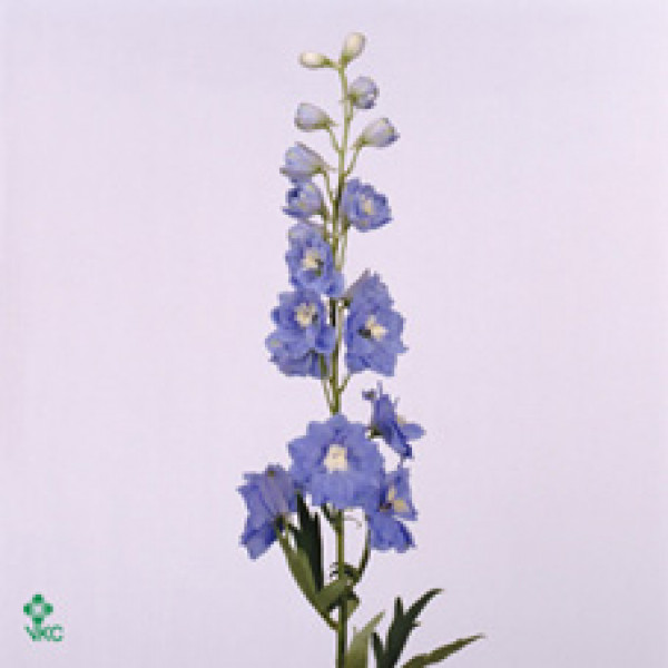 Delphinium El Centurion Skybleu 110cm  Col-Light Blue