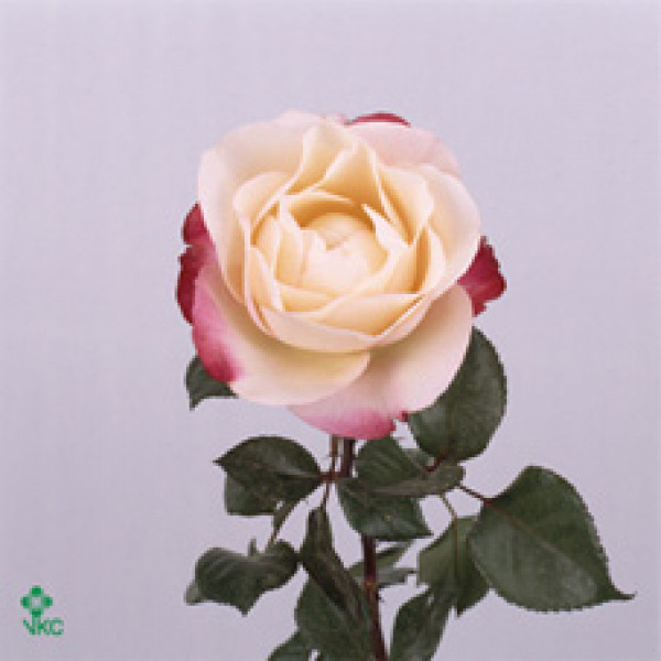 Rose Gr Nostalgie 60cm A1