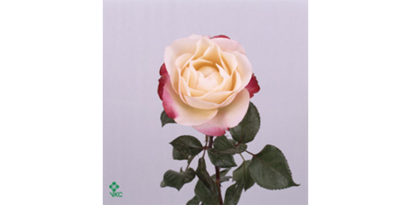 Rose Gr Nostalgie 60cm A1