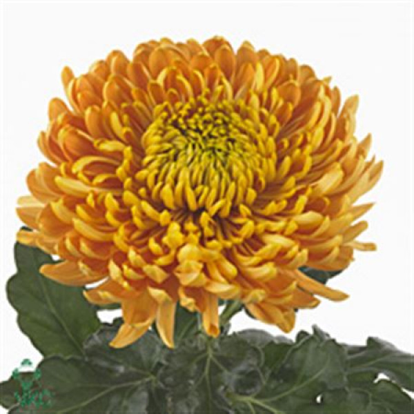 Chrysanthemums G Armg Bronze 80cm A1