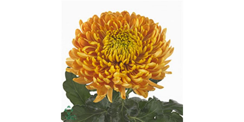 Chrysanthemums G Armg Bronze 80cm A1