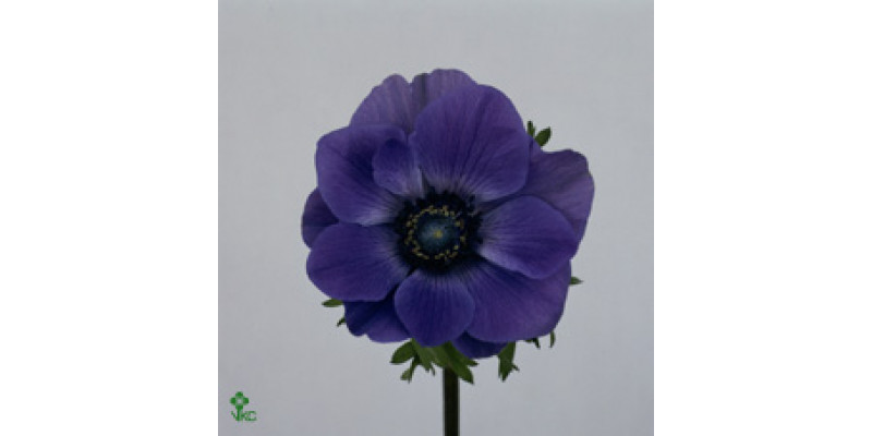 Anemones Co Mar Blue 45 A1Blue