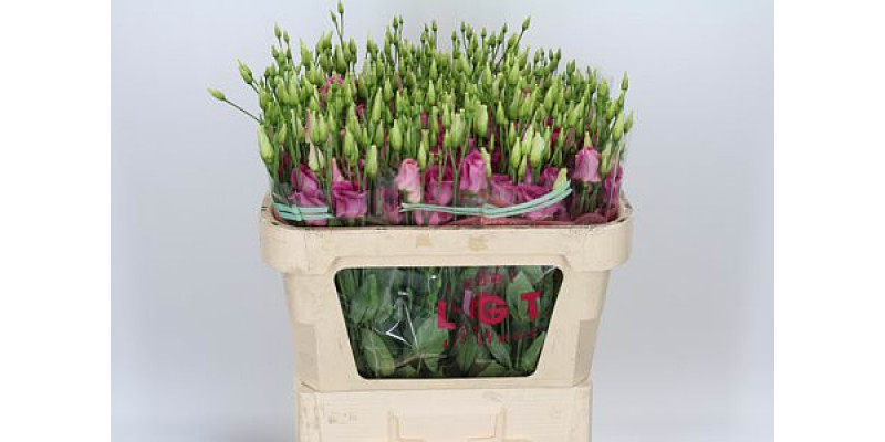 Lisianthus E Picco Rose 72cm 