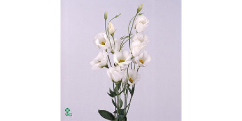 Lisianthus E Piccolo White 72cm A1 Col-White