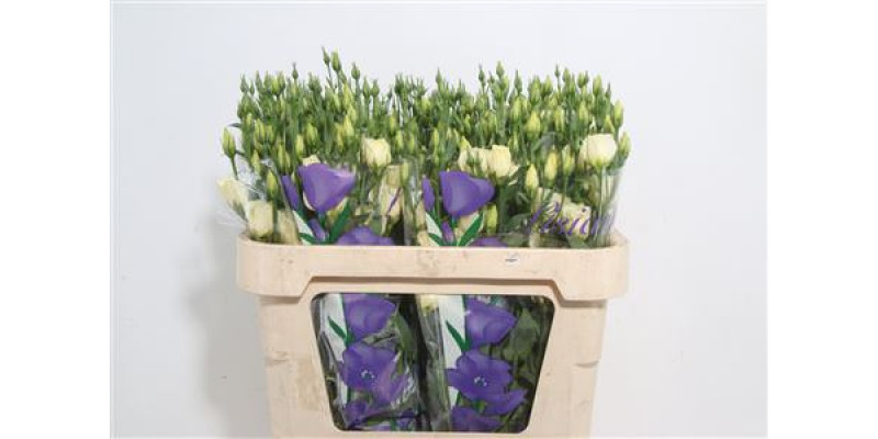 Lisianthus E Picco Yellow 70cm A1